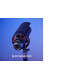 HyperX ProCast Microphone Black HyperX ProCast Microphone Black